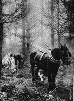 Horse Logging at Gowbarrow Hall Farm