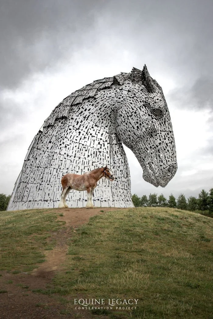 Equine Legacy Project - Kelpies