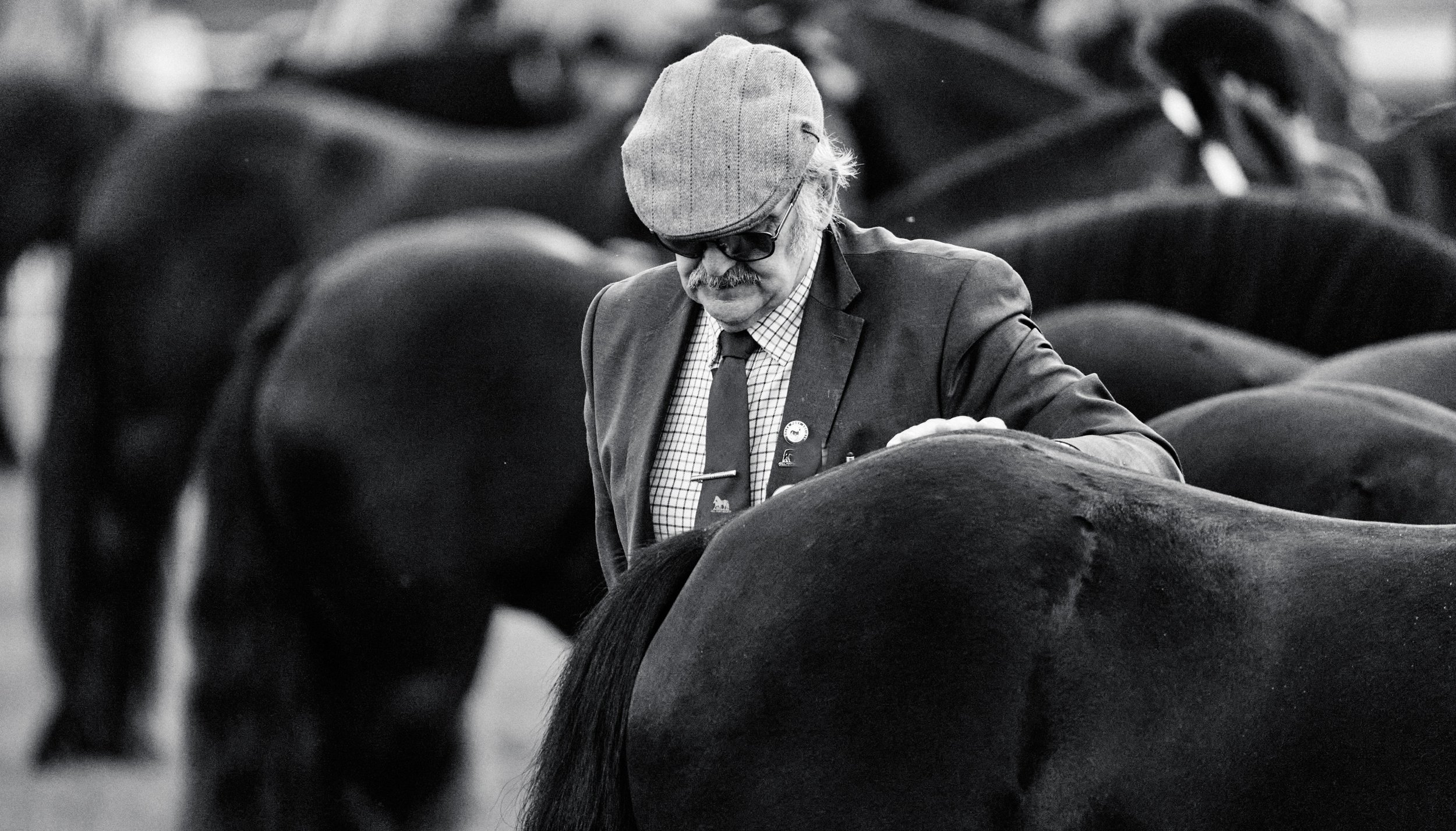 FPS Stallion & Colt Show