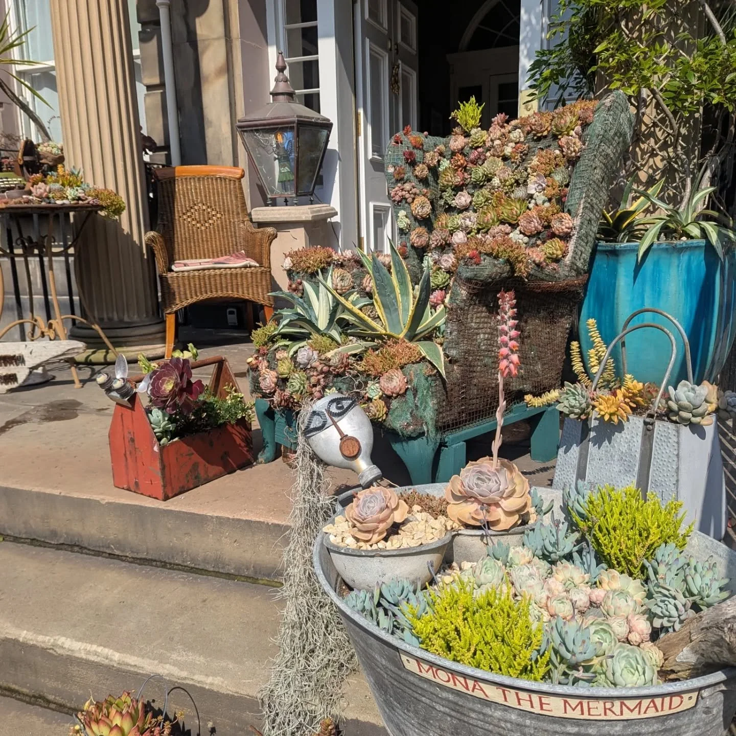 Just found the most amazing succulent plant show in Edinburgh on my travels. It literally made me stop and smile as it was such a fun selection. Quirky with so much character! #succulentsofinstagram #succulents #frontdoordecorations #sedums #gardens 