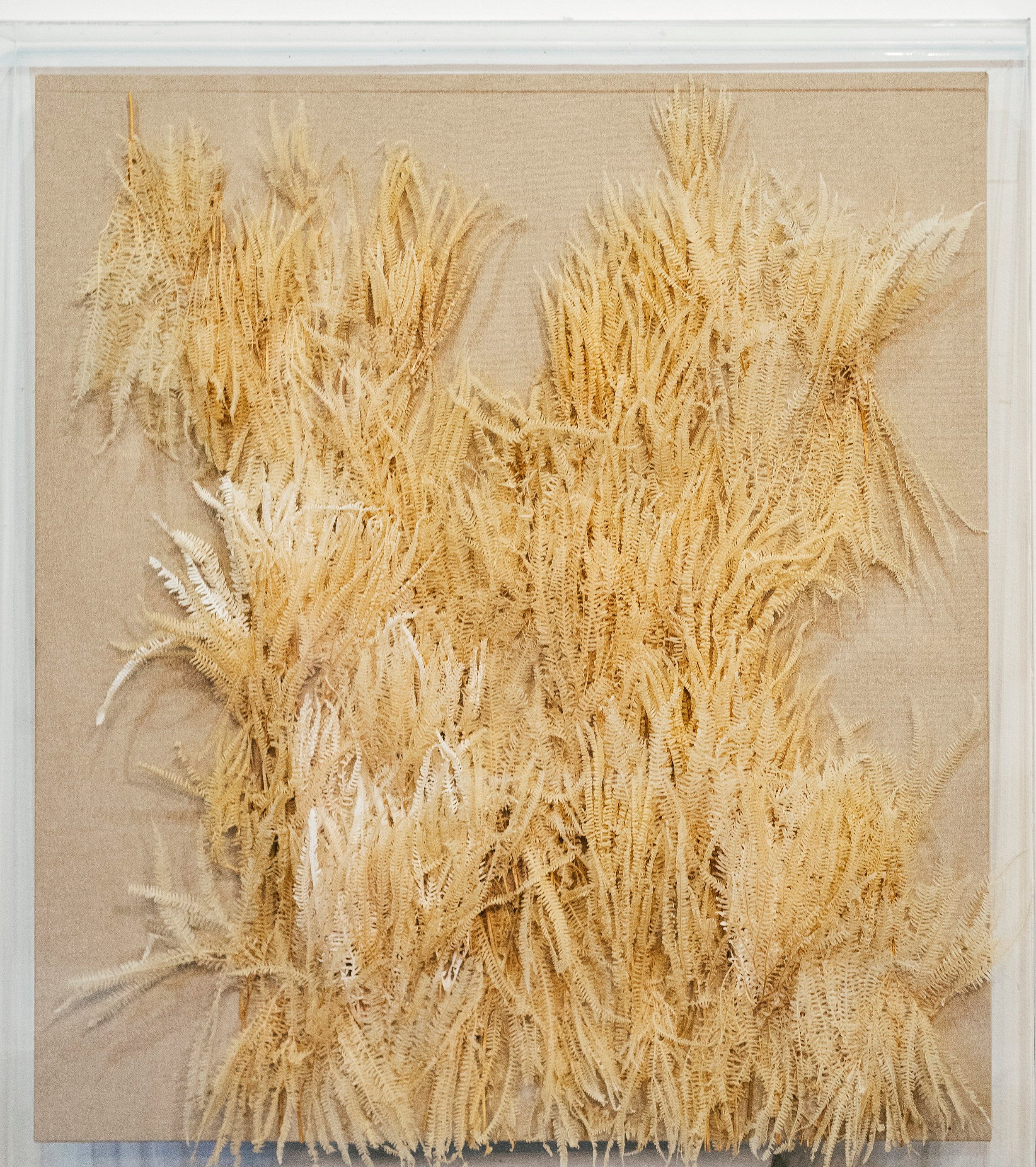 Title: "ACRYLIC BOX SERIES."
Description: Cream fern hand-sewn on raw canvas within an acrylic box.
Dimensions: 93cm x 103cm x 10cm.