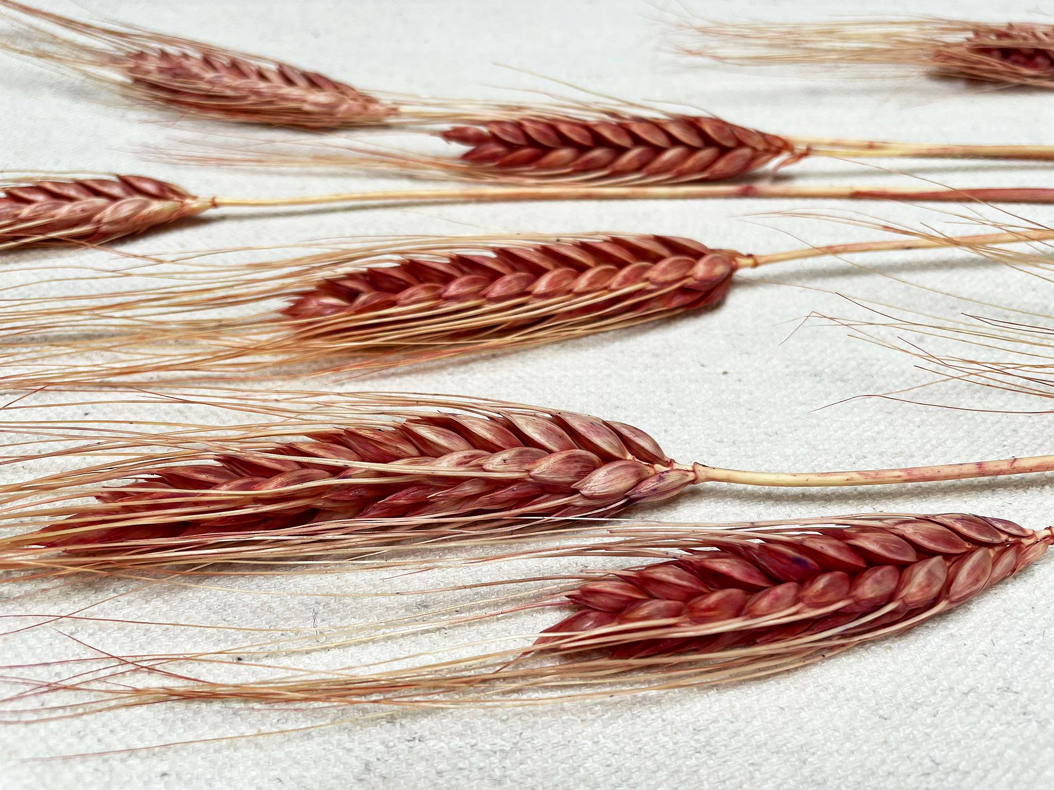 Work Detail - Naturally Hand Dyed