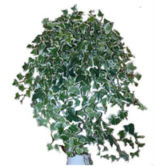 Varigated Ivy Bush Trail.png