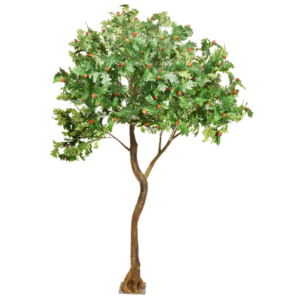 oak-standard-tree-300x300.png
