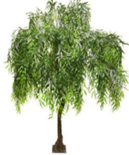 Branches - Weeping Willow (2_).png