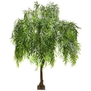 weeping-willow-standard-tree-300x300.jpg