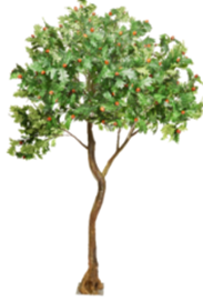 Branches - Oak Leaf.png