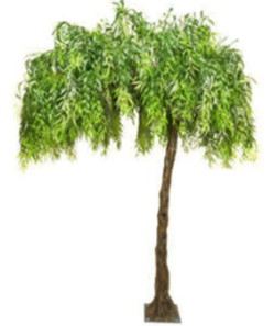 Branches â€“ Weeping Willow.png