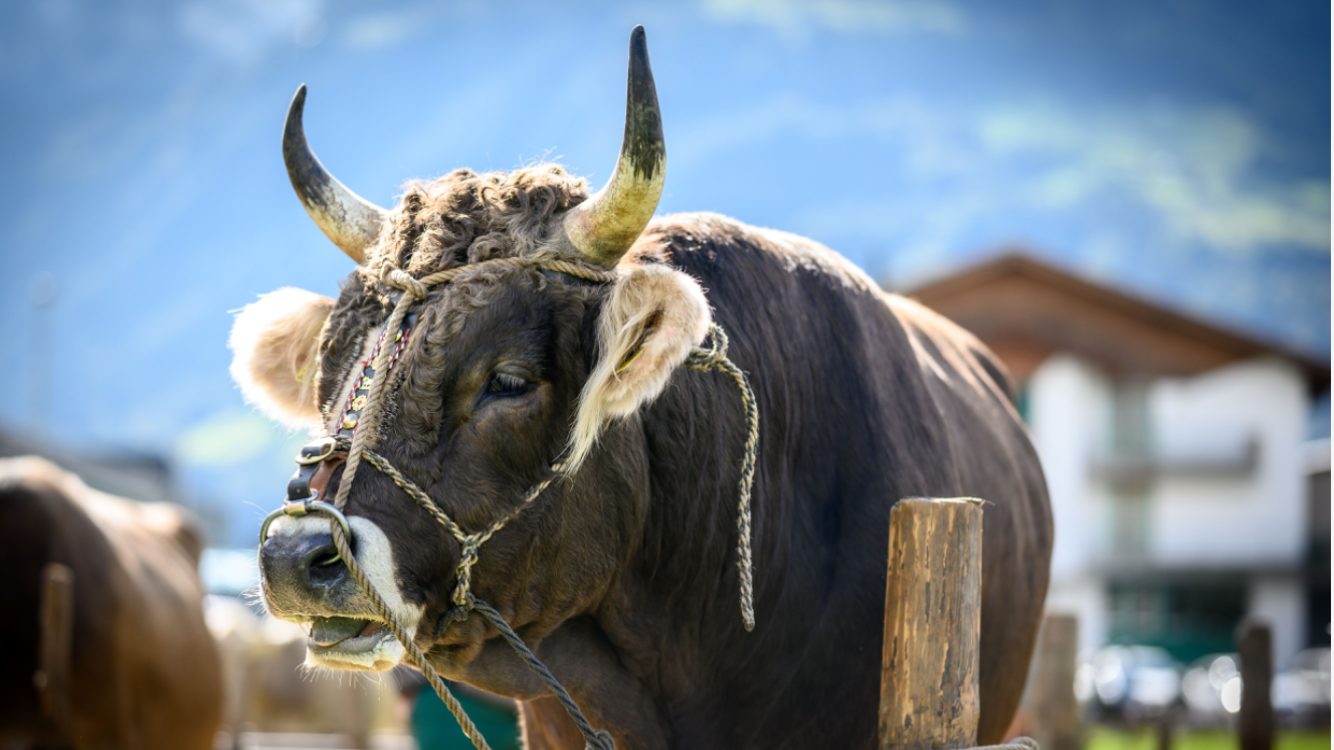 Urner Kantonale Viehausstellung 2024