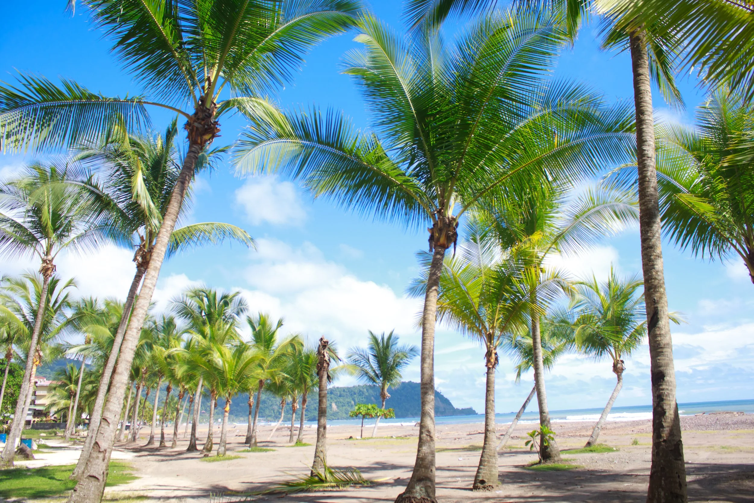 tropical-beach-with-palm-trees-in-jaco-costa-rica-SBI-317297702.jpg