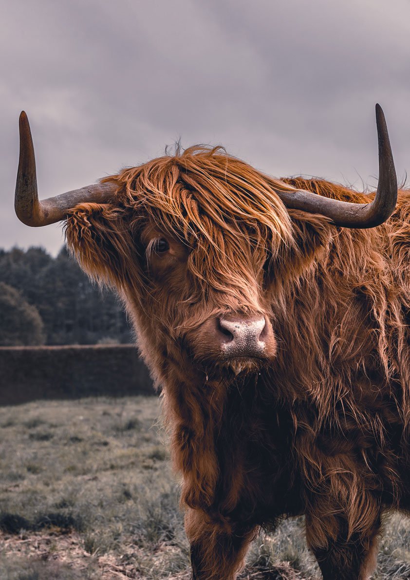 Highland Cow Portrait - Majestic Scottish Cow by Greg Shaw