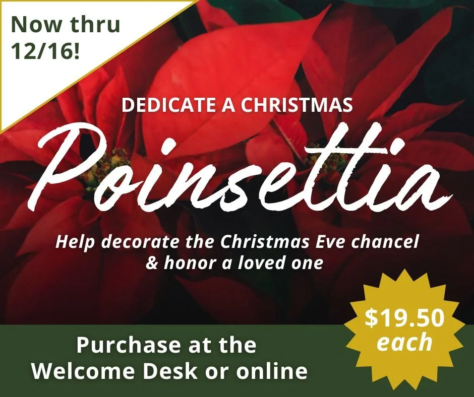 Poinsettias
