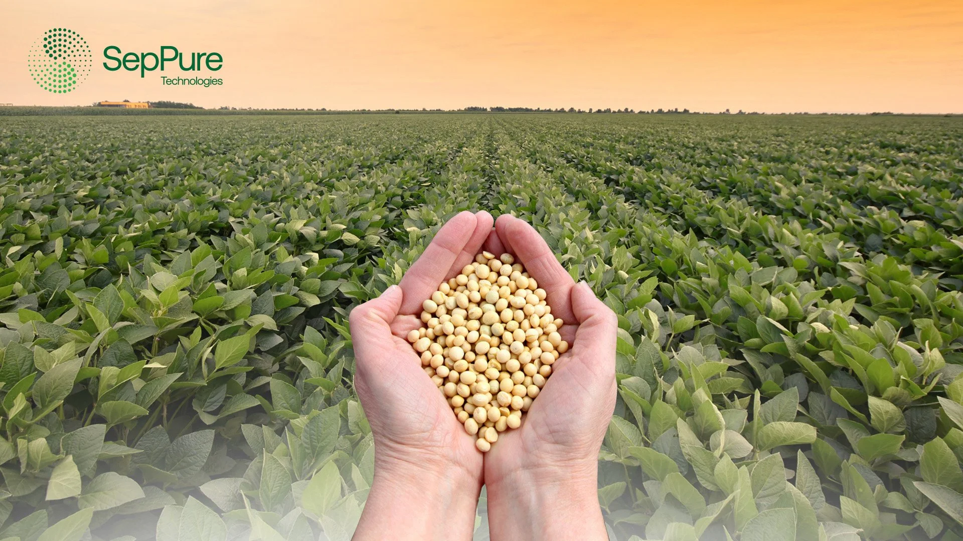 Soybean oil refinery field