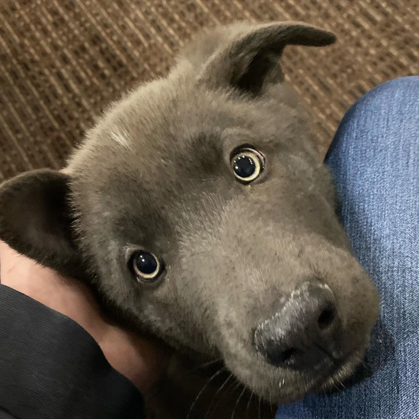 Cyclone (Queen) looking like Scooby as a pup