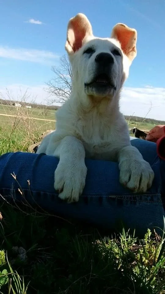 White pup from past litter
