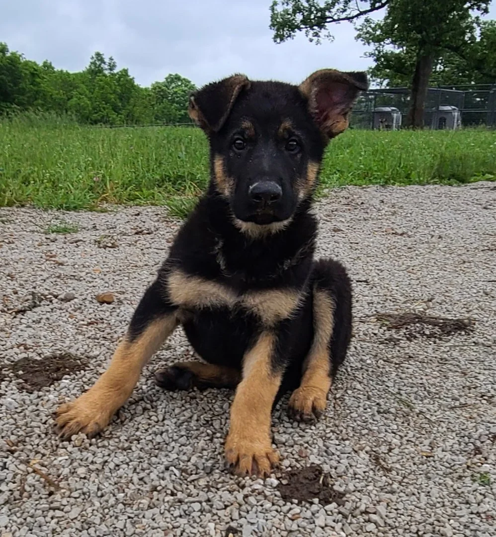 Puppy from a past litter