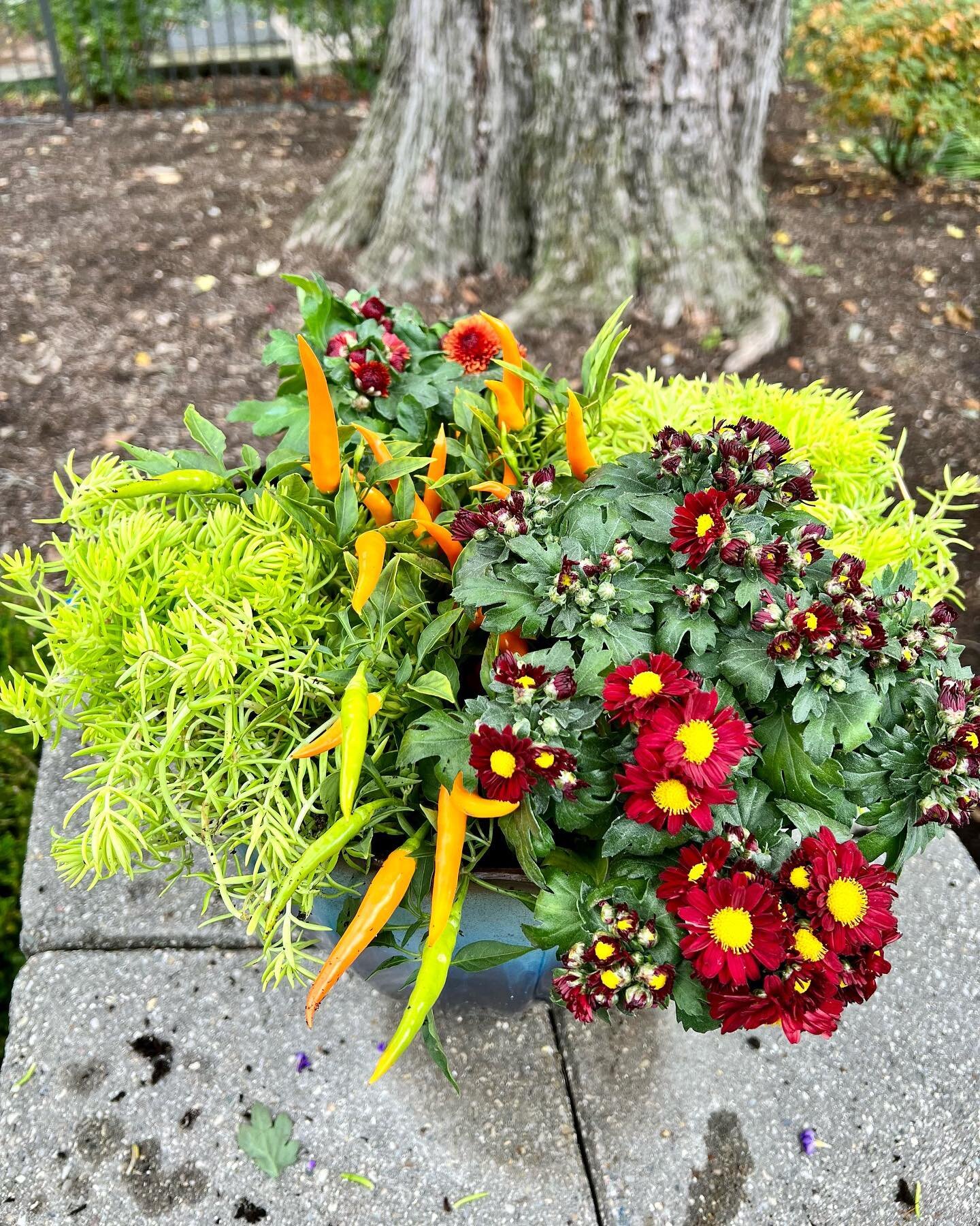 Sugar and spice 🌶️ @yopatches  #flowers #flowerpower #flowerman #fallcolors #falldecor #horticulture #landscaping #landscapingdesign #annarbor #localbusiness #prettycolors