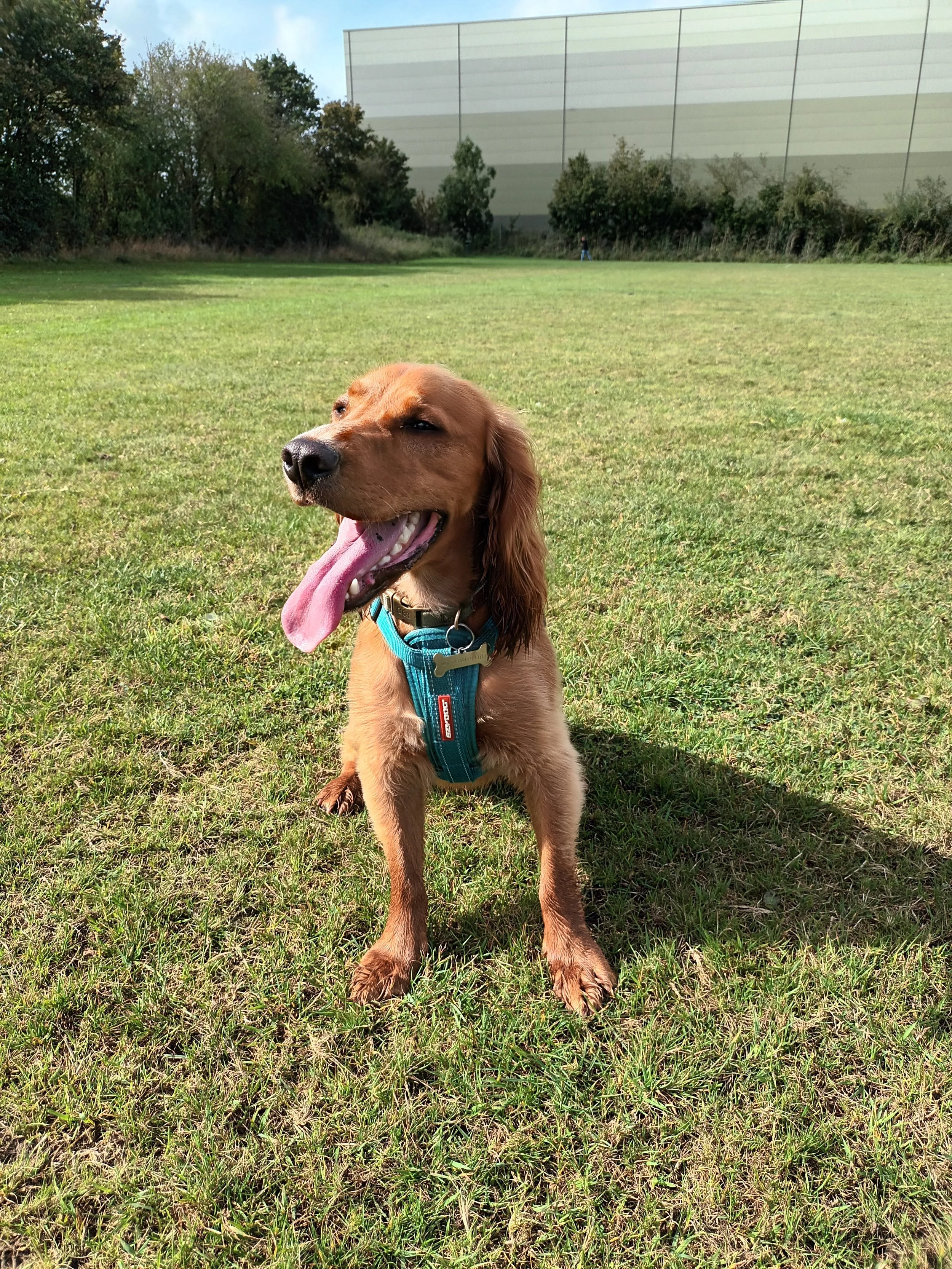Dave_Red_Cocker_Spaniel_Dog