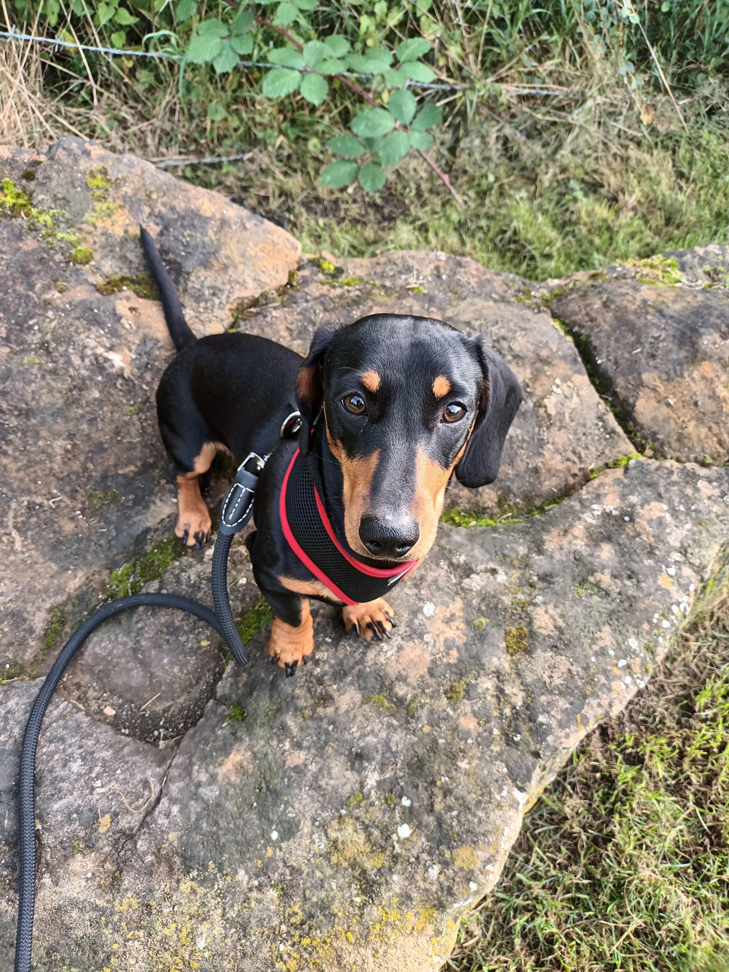 Sid_Dachshund_Dog