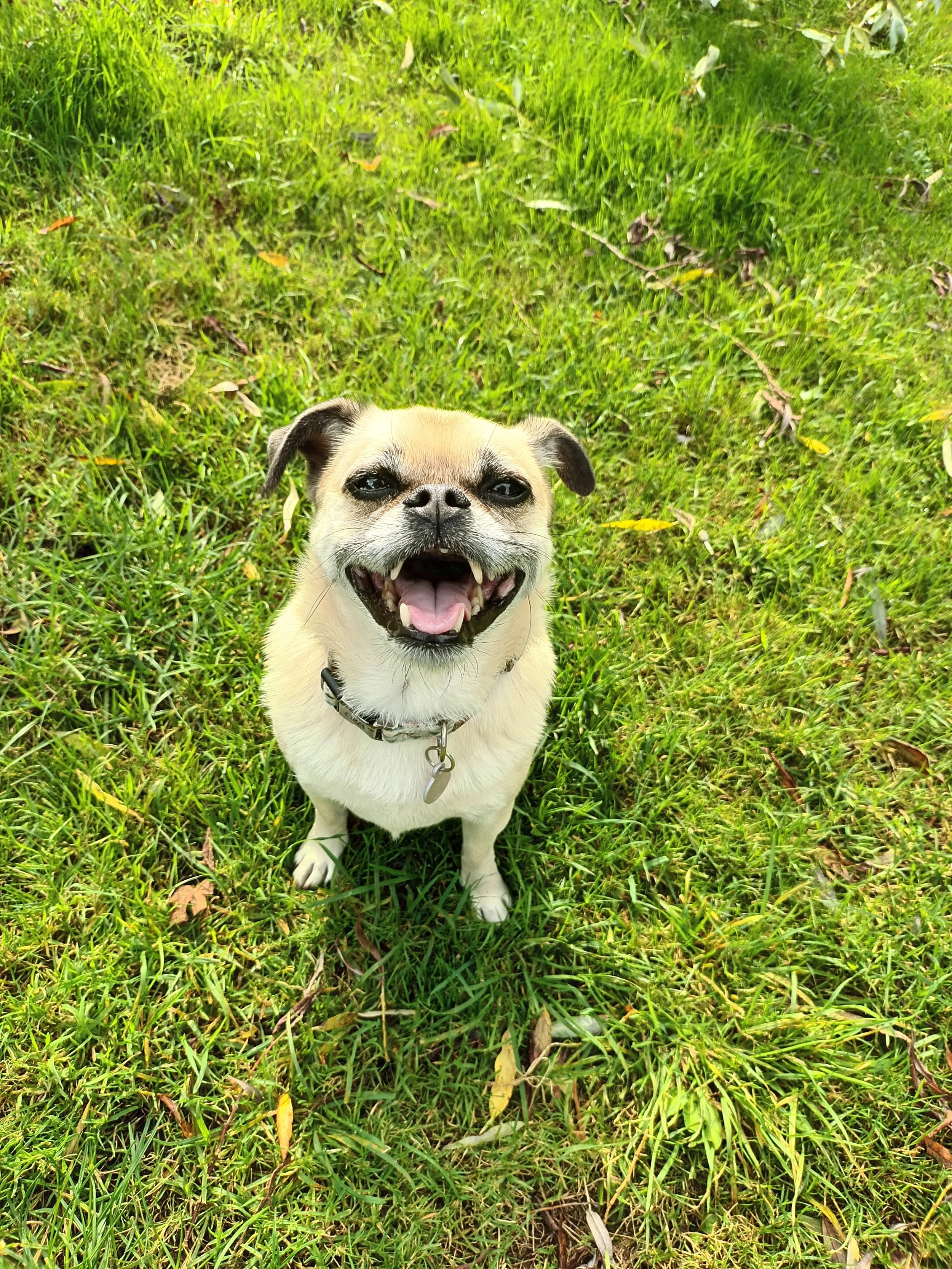 Reg_Pug_Dog