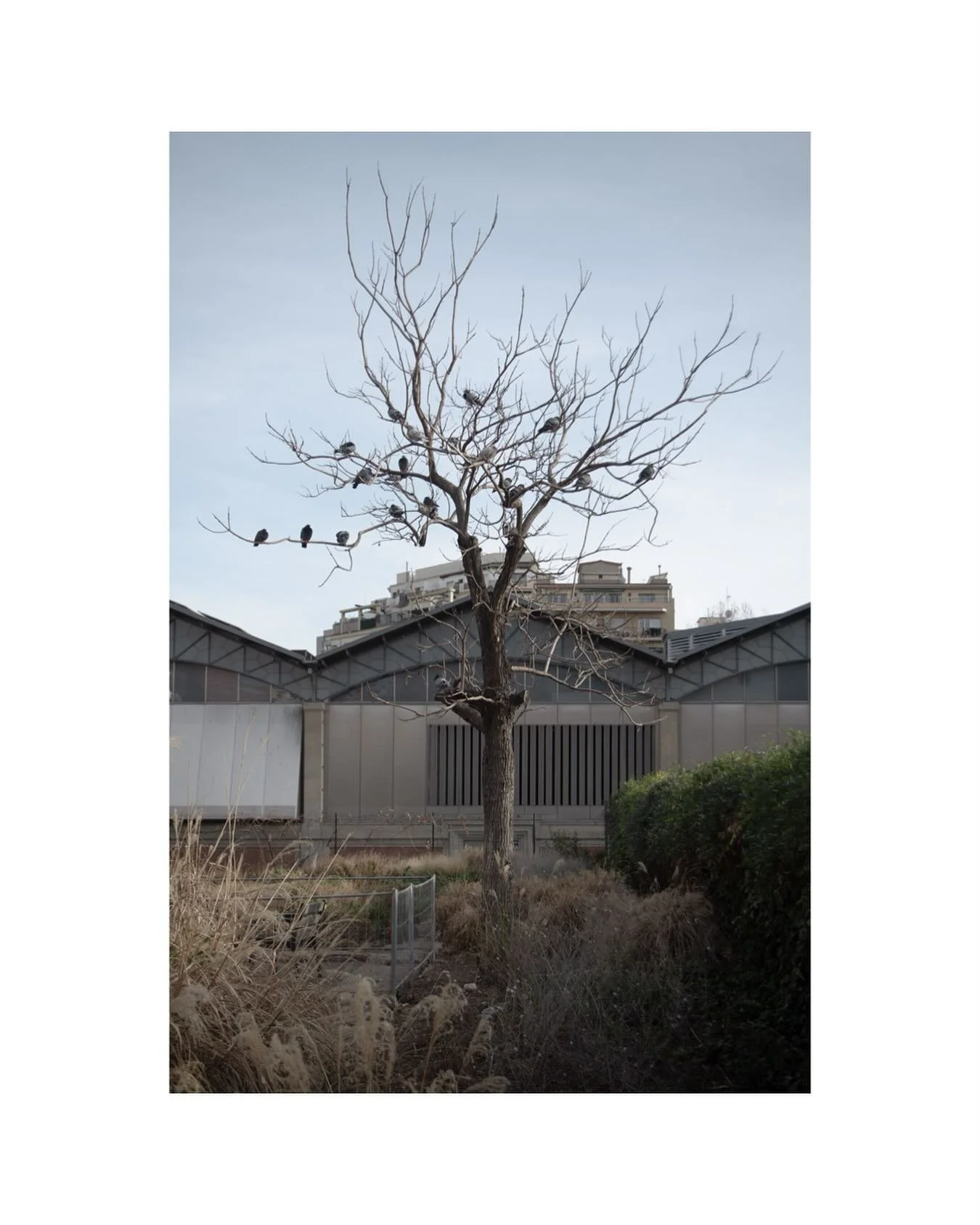 Vac&iacute;os urbanos que f&aacute;cilmente se convierten en santuarios para las aves. 

#urbanlandscape  #architecturalphotography #urbanphotography #barcelona #spain #empty #citybirds