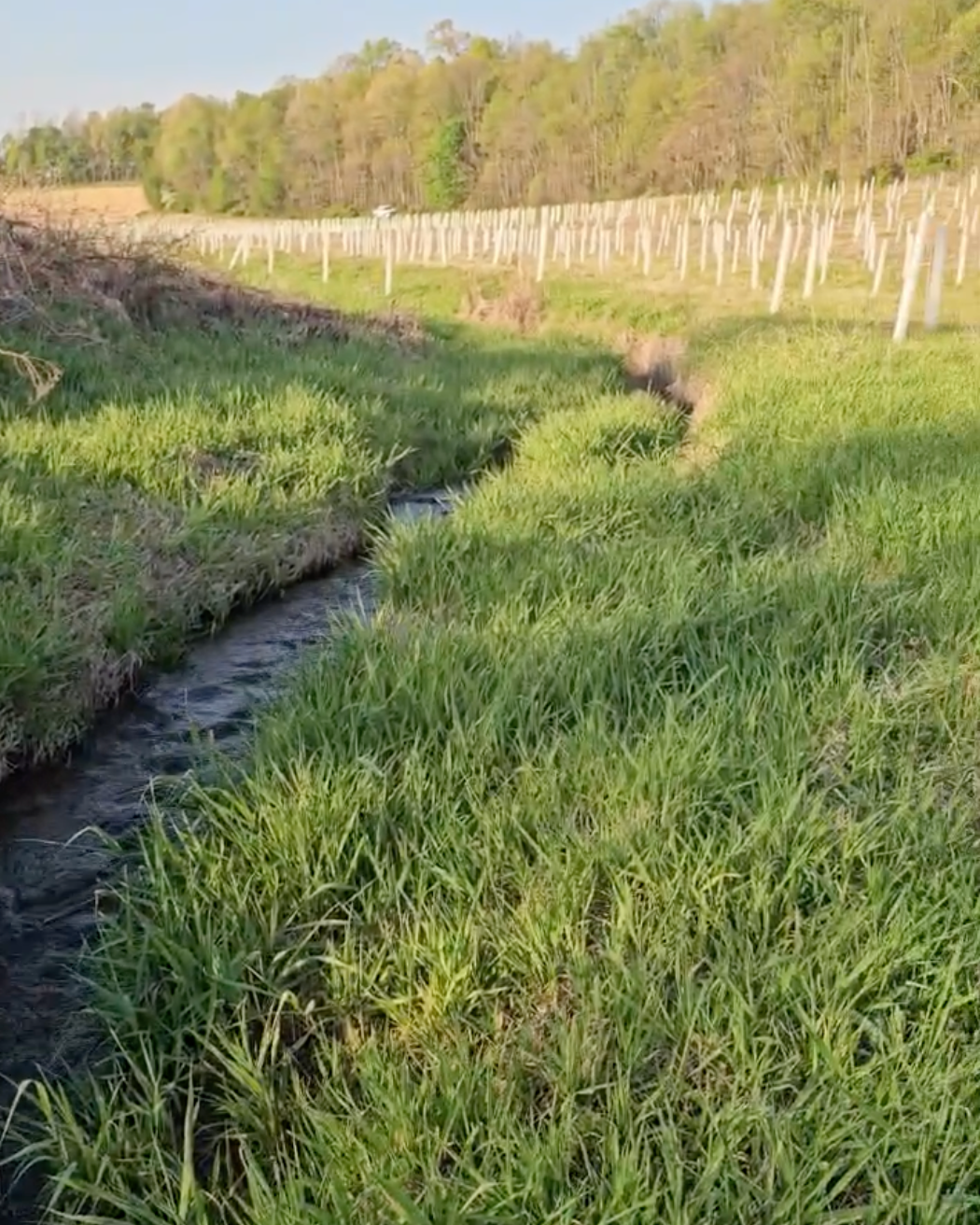 A small creek flows through a grassy field where Keystone Stream has planted riparian forest buffers.
