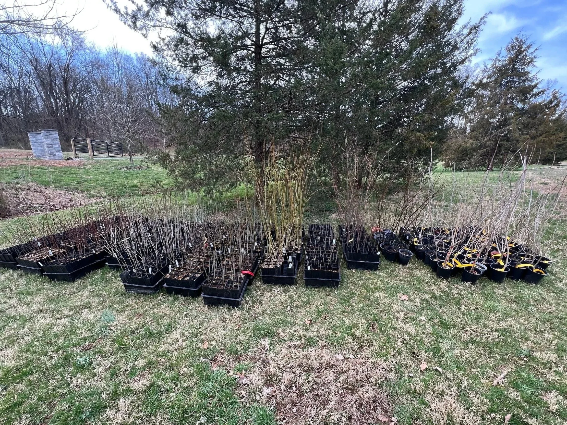 Dozens of saplings of various tree types are pictured before they are planted on a property by the Keystone Streams team