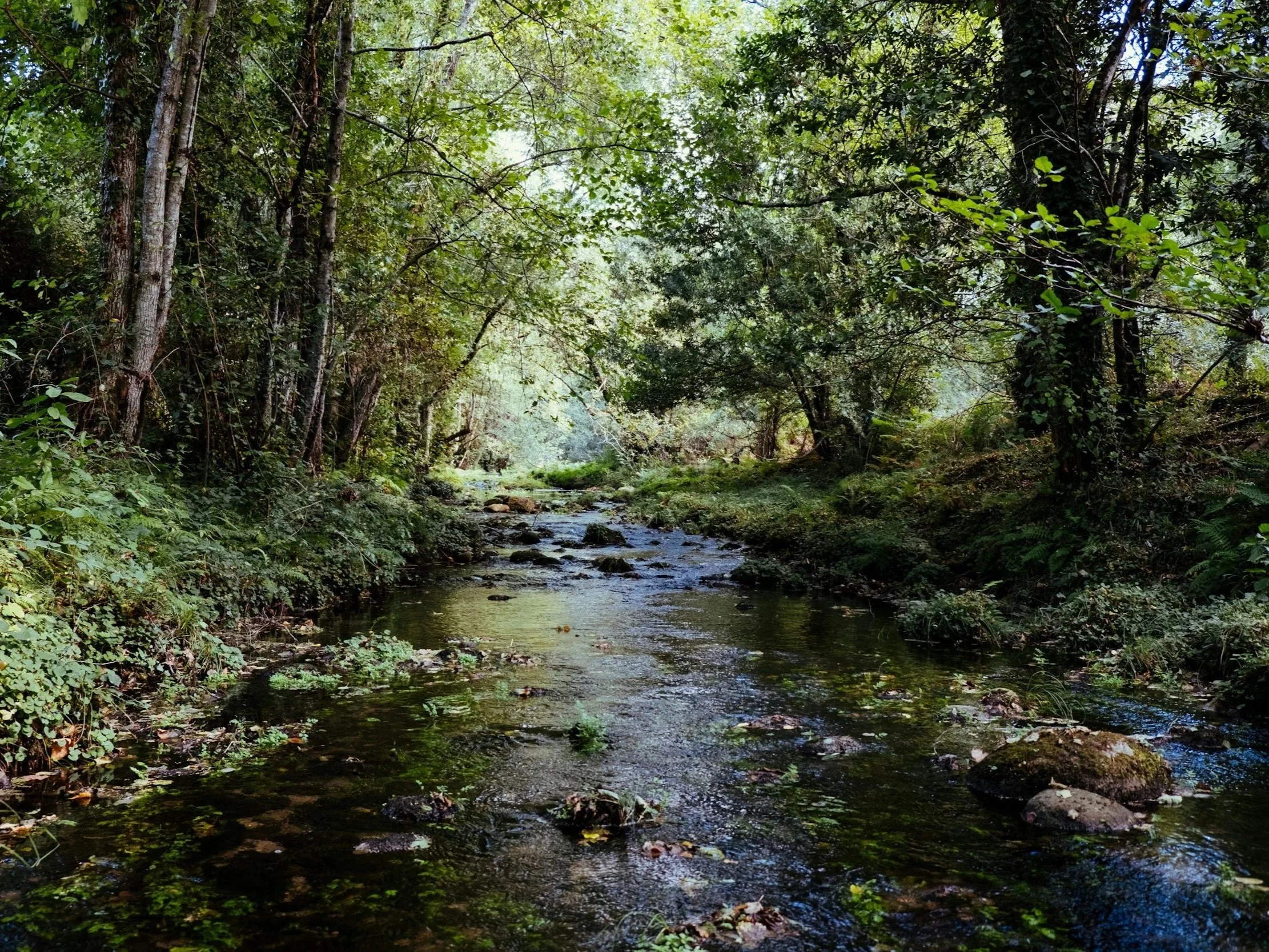 A healthy stream with shrubs and trees on either side, forming a riparian forest buffer