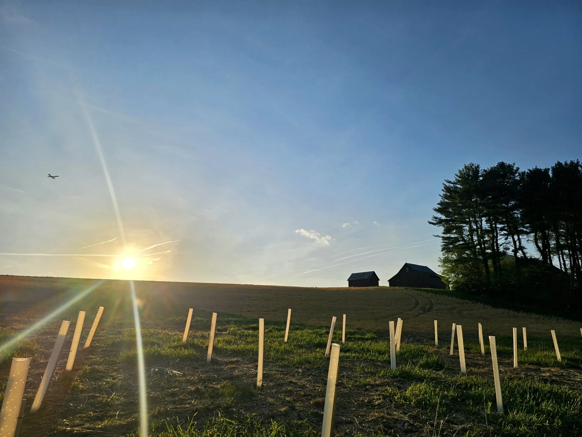 A sun sets over a farm with tree tubes from a recent riparian forest buffer planting in the foreground