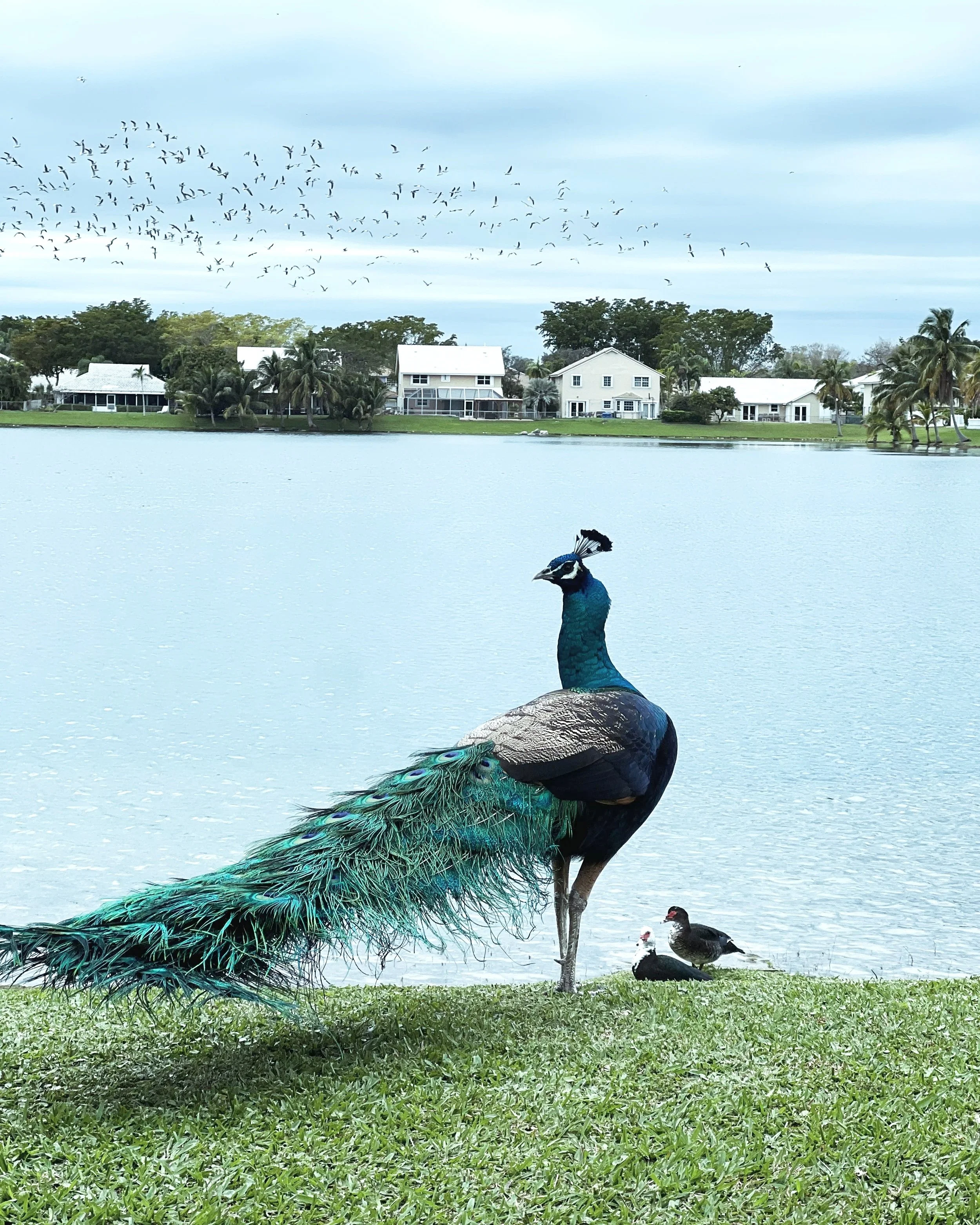 Peacock with vibrant blue and green feathers stands by a lake in Cutler Bay. Ducks swim nearby, and lakeside homes with palm trees line the background under a clear sky, creating a colorful and serene waterfront scene.