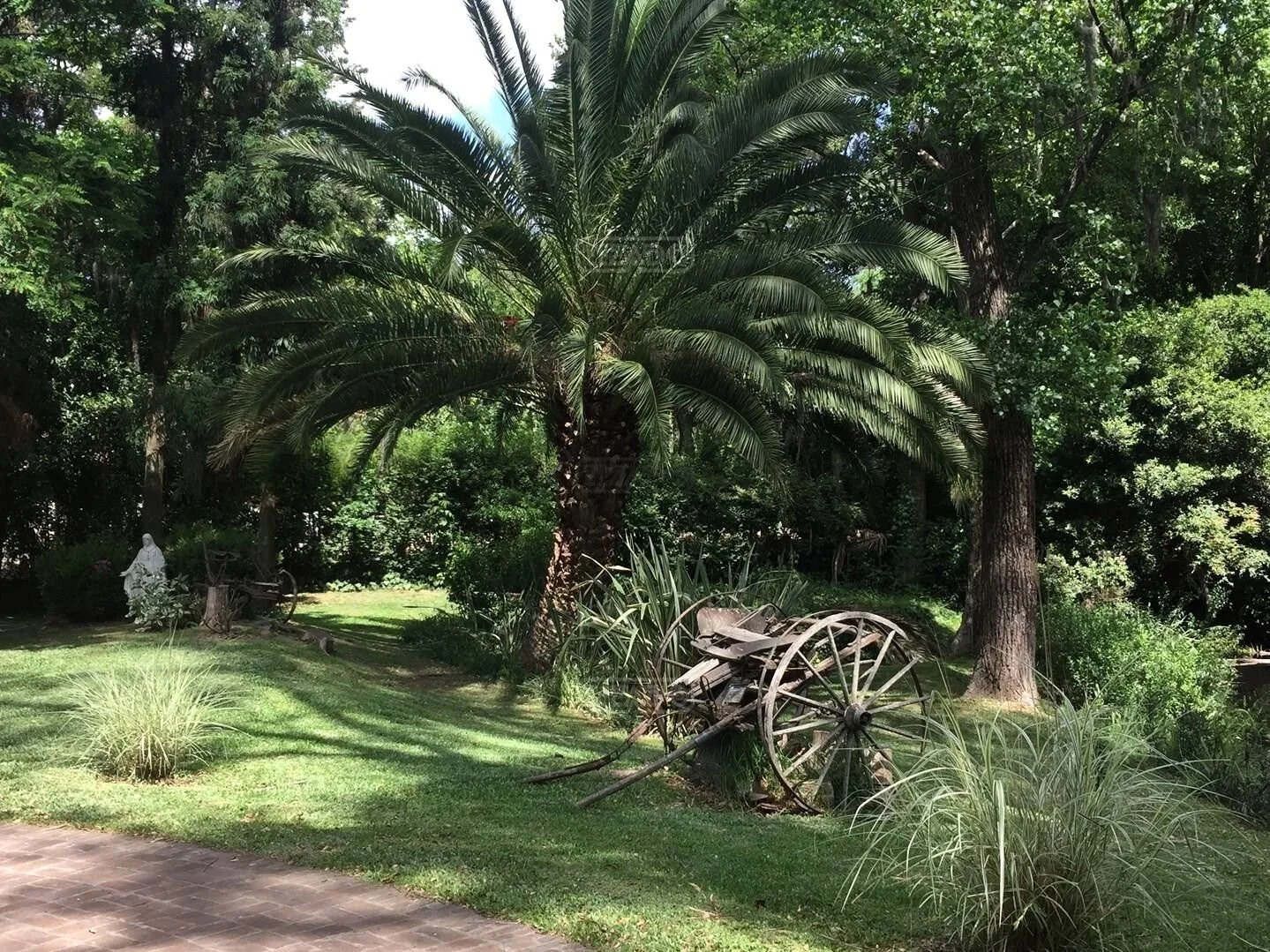 Mature palm tree and rustic wooden cart within the private parkland of an estate in Ingeniero Maschwitz, Buenos Aires.