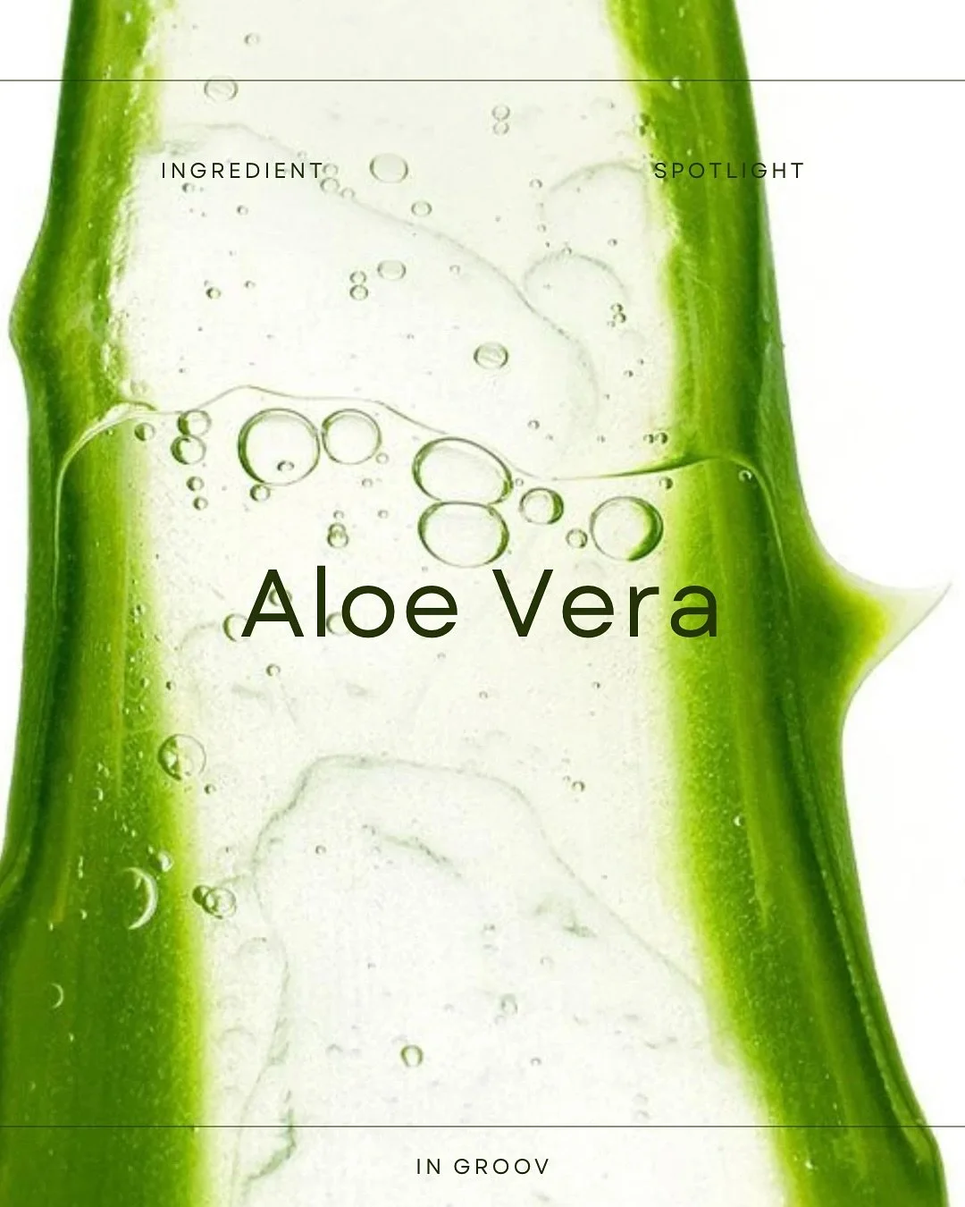 INGREDIENT SPOTLIGHT: ALOE VERA
__
One of the main ingredients in our IRIE Sea Mineral Essence, Aloe vera, contains benefits beyond soothing the skin. It provides the skin with intense hydration, soothes inflammation from sunburns and irritation, and
