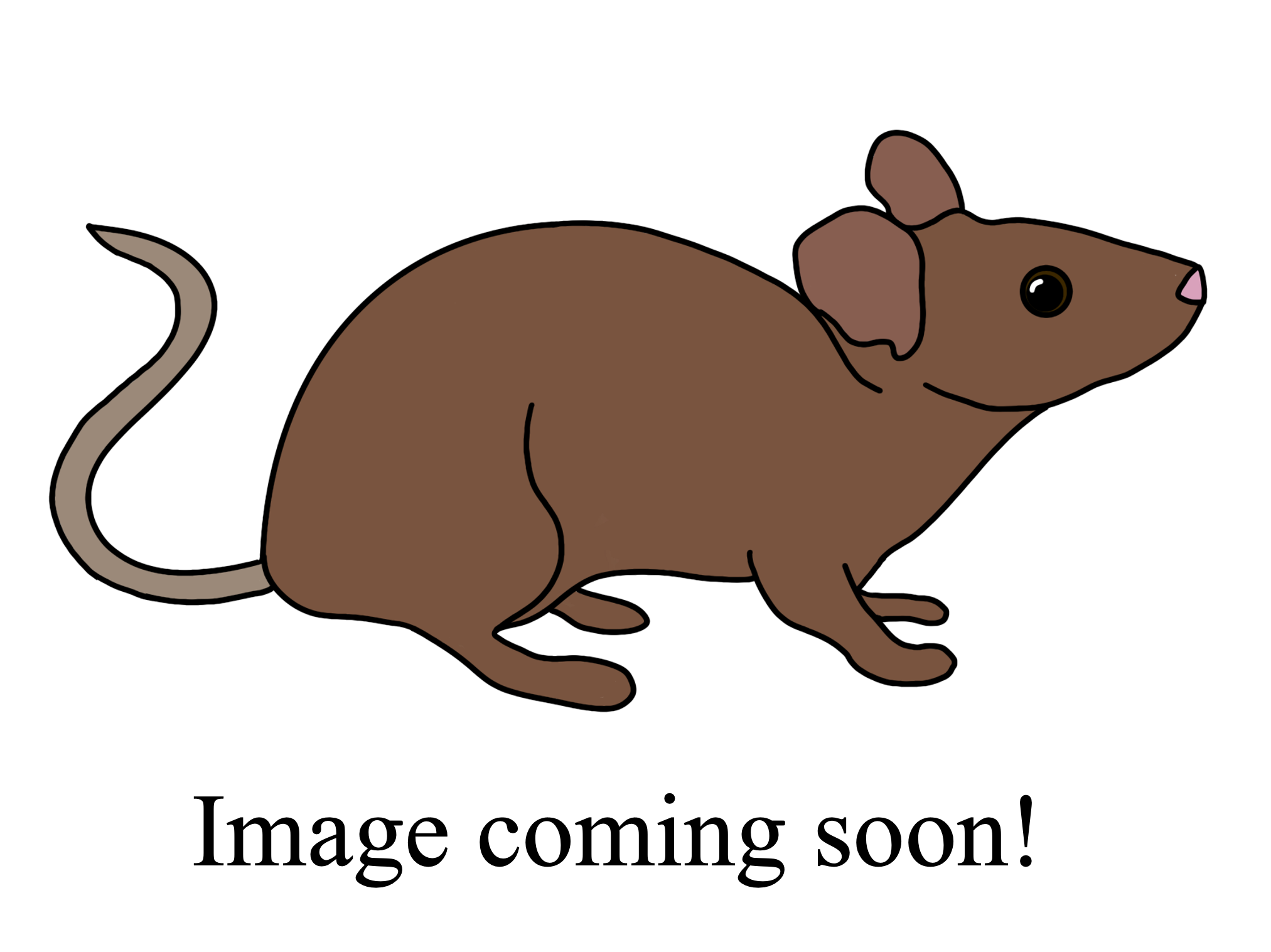 image coming soon.png