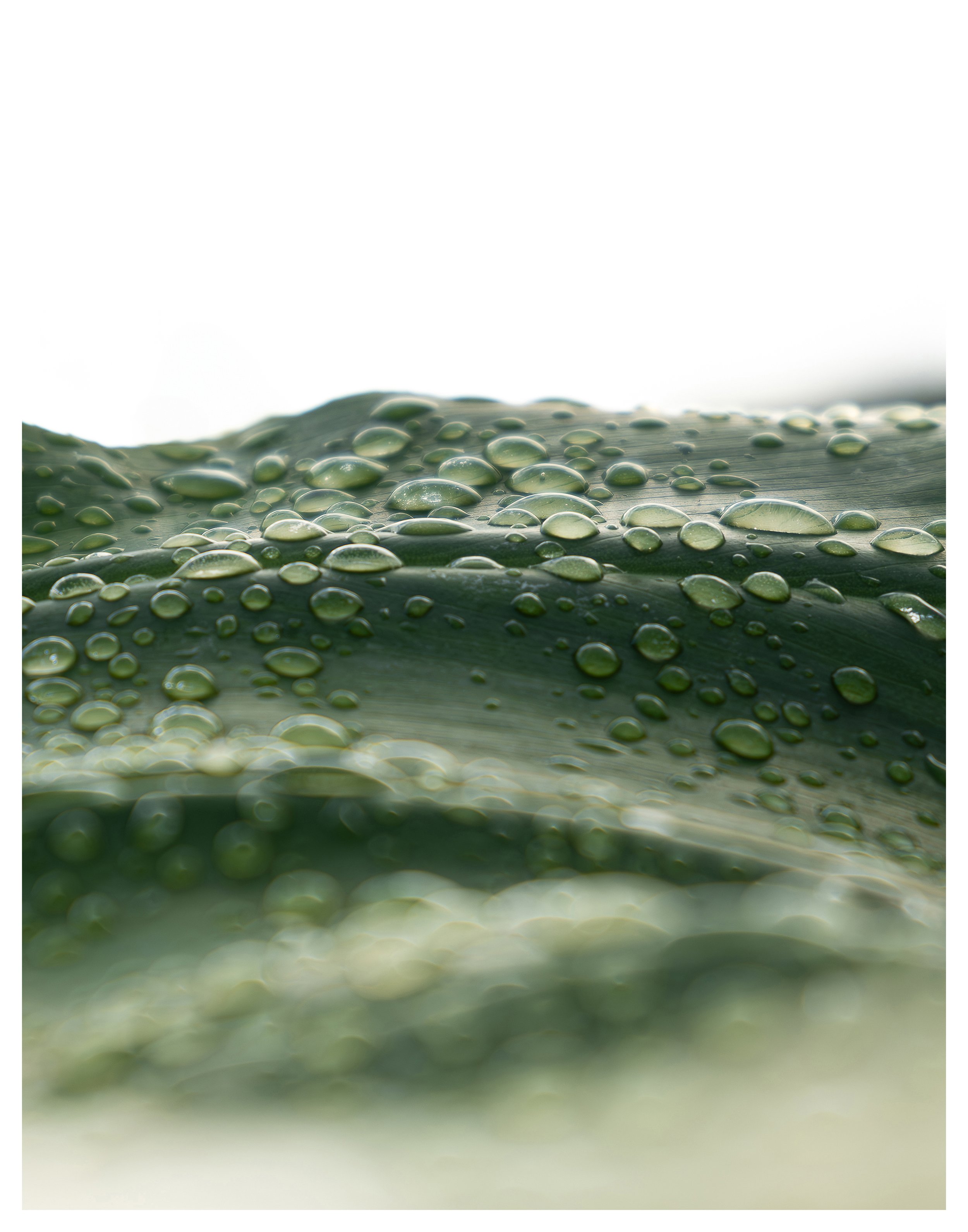 Elephant Ear 11x14 0.5%22.jpg