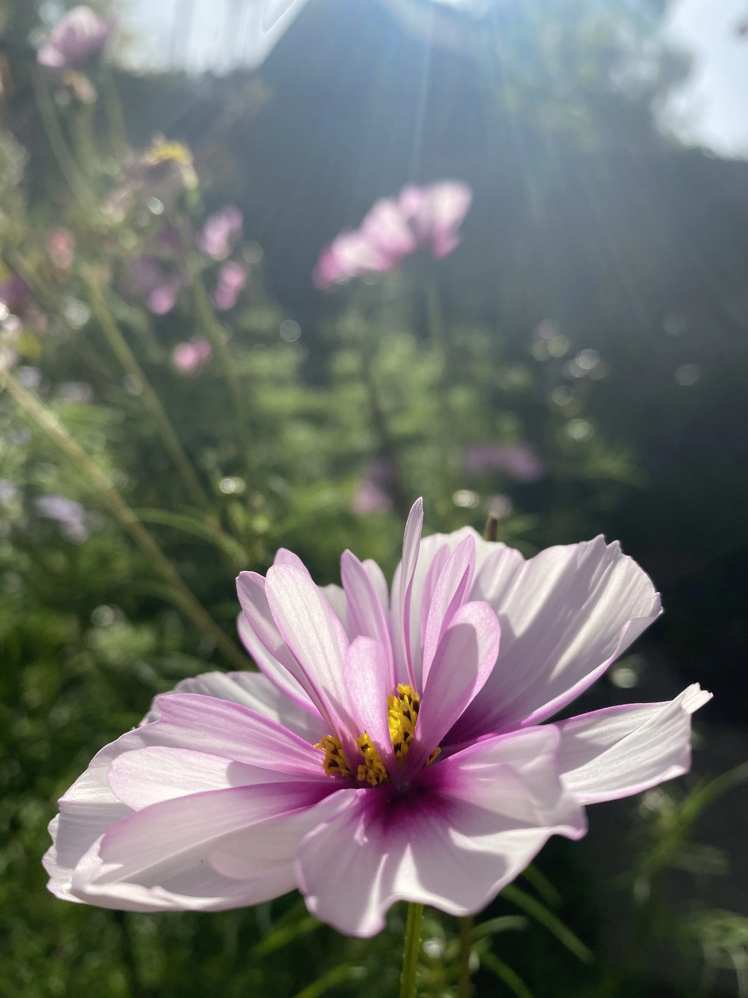 IMG_8936.jpeg