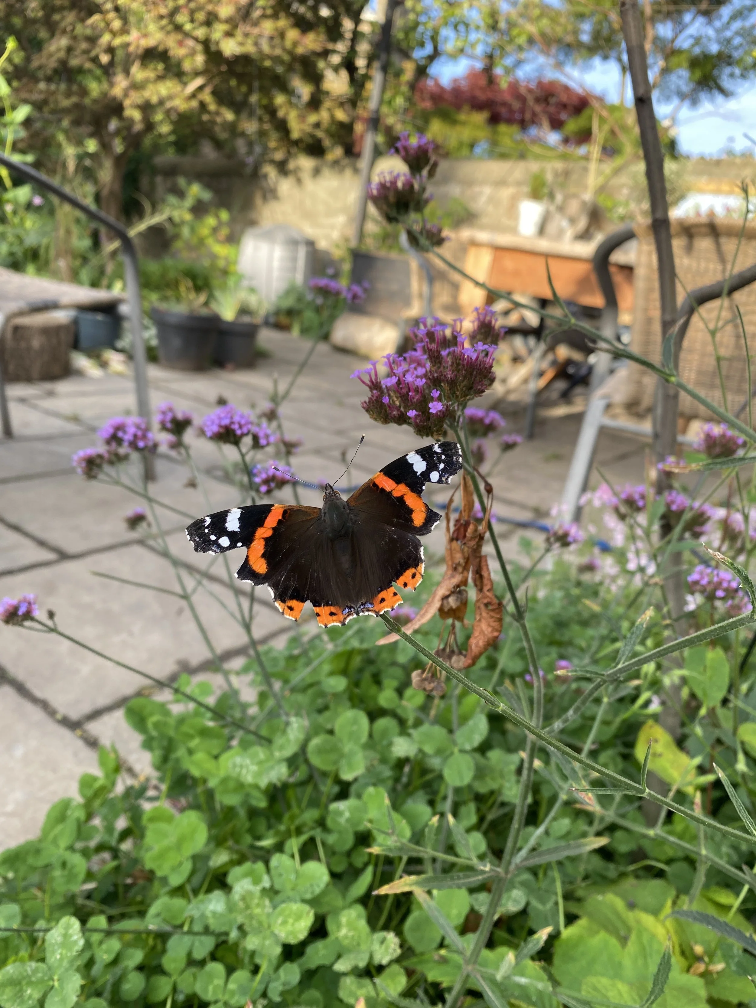 IMG_8140.jpeg