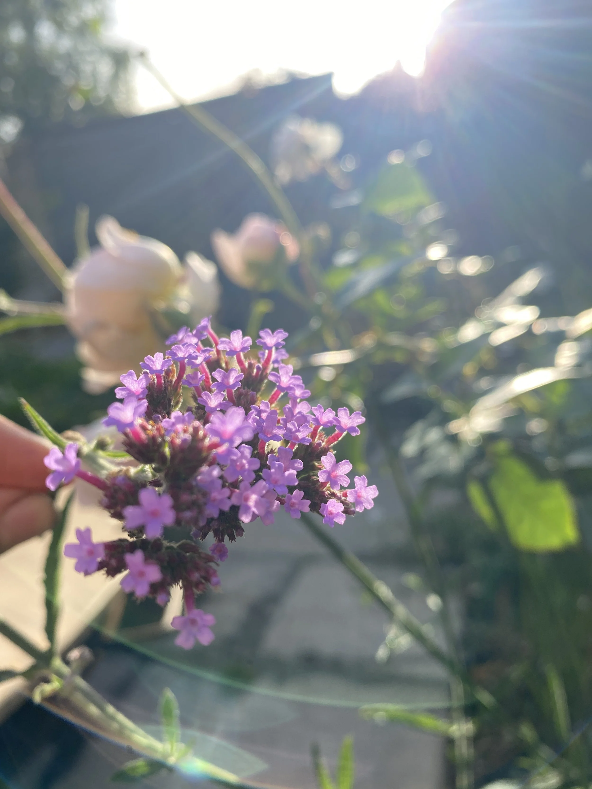IMG_8115.jpeg