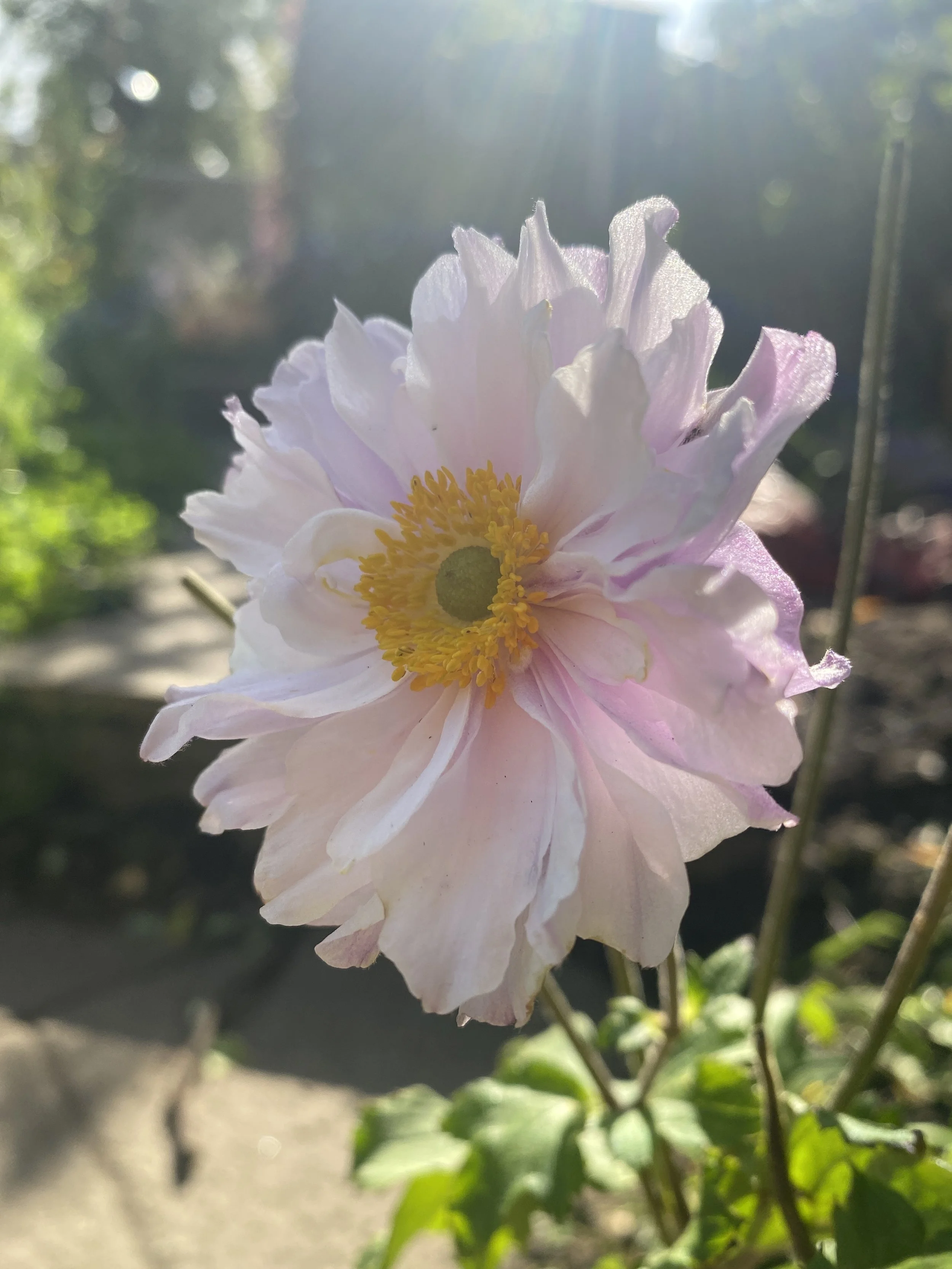 IMG_8065.jpeg
