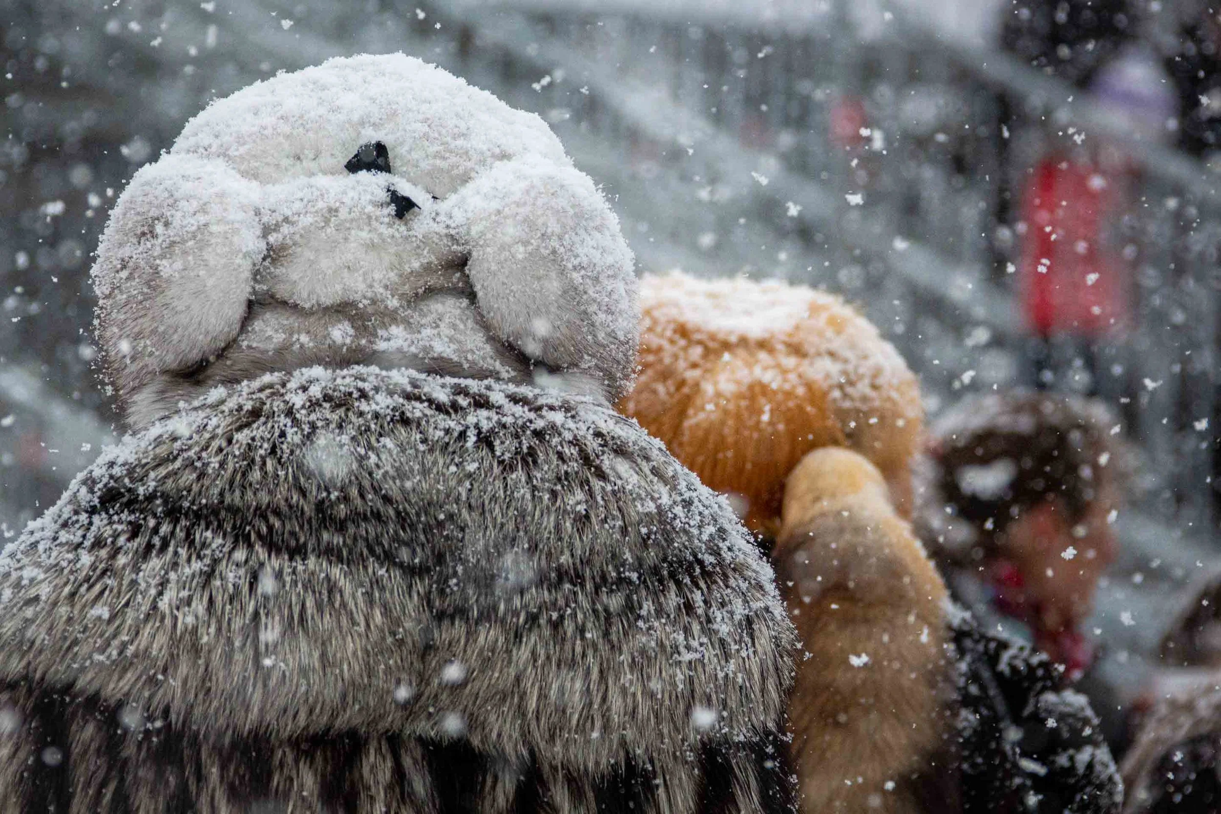 Pelzträger am White Turf von Hinten fotografiert