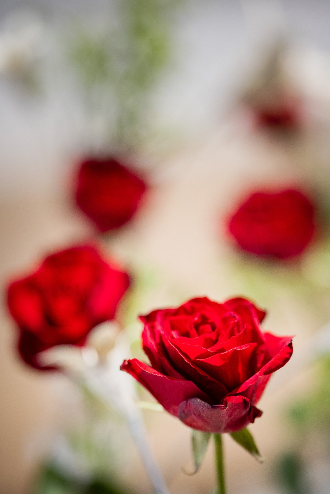 Rote Rosenblüten in Nahaufnahme mit unscharfem Hintergrund.
