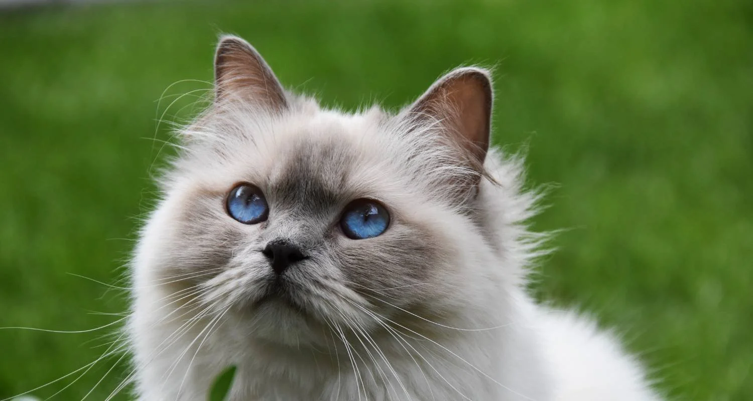 Feline Enrichment: How A Catio Benefits Your Cat’s Mental Health ...