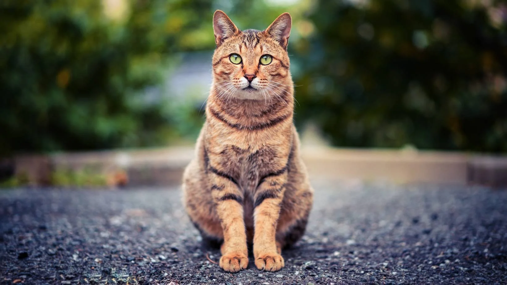 Catio Safety in Calgary: Designing Outdoor Spaces That Protect Your ...