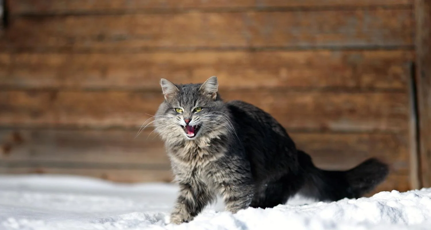 9 Reasons Not to Let Your Cat Roam In Calgary — Rocky Mountain Rebel