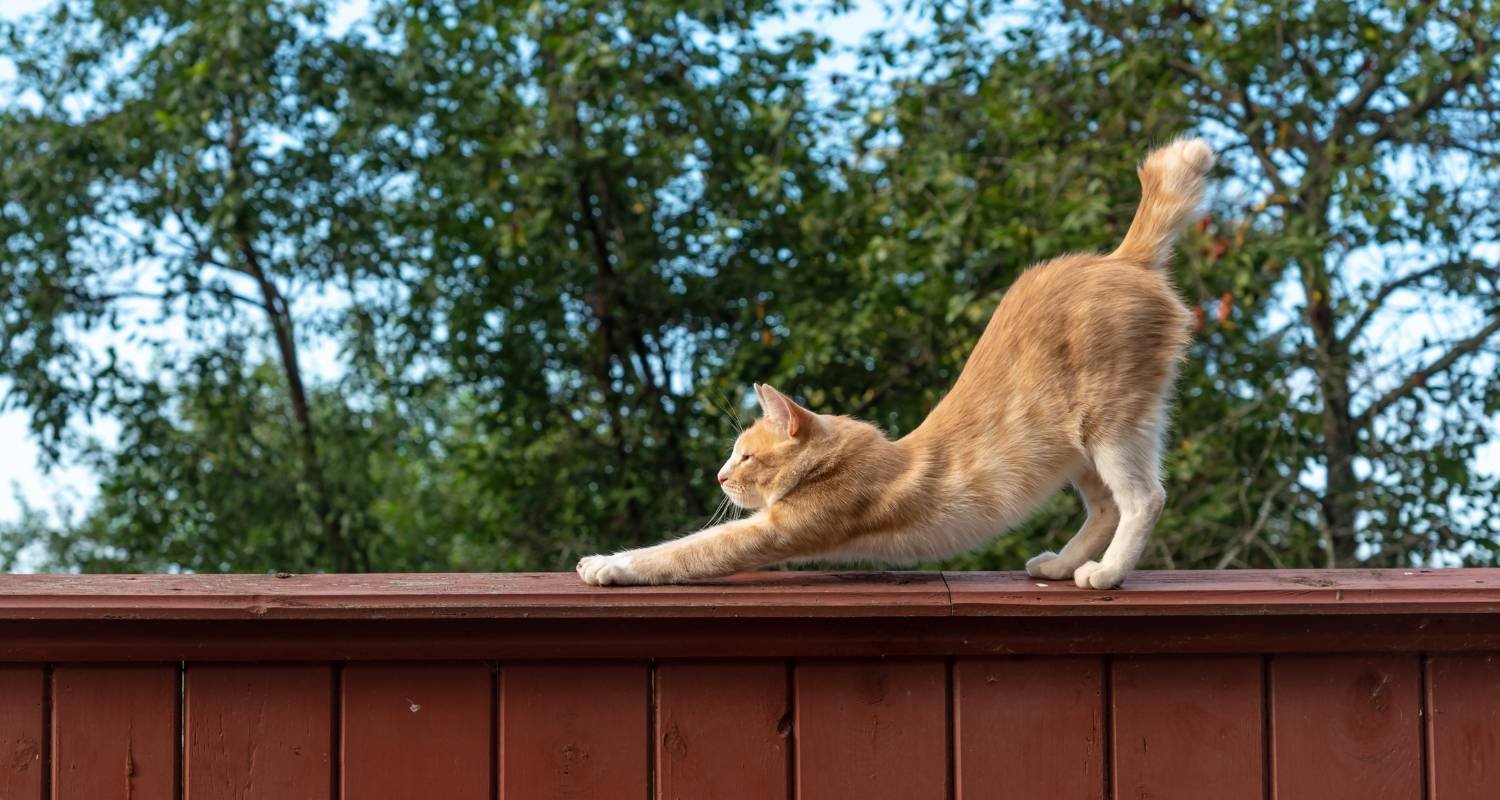 Rules For Your Outdoor Cat Here In Calgary — Rocky Mountain Rebel Renovations