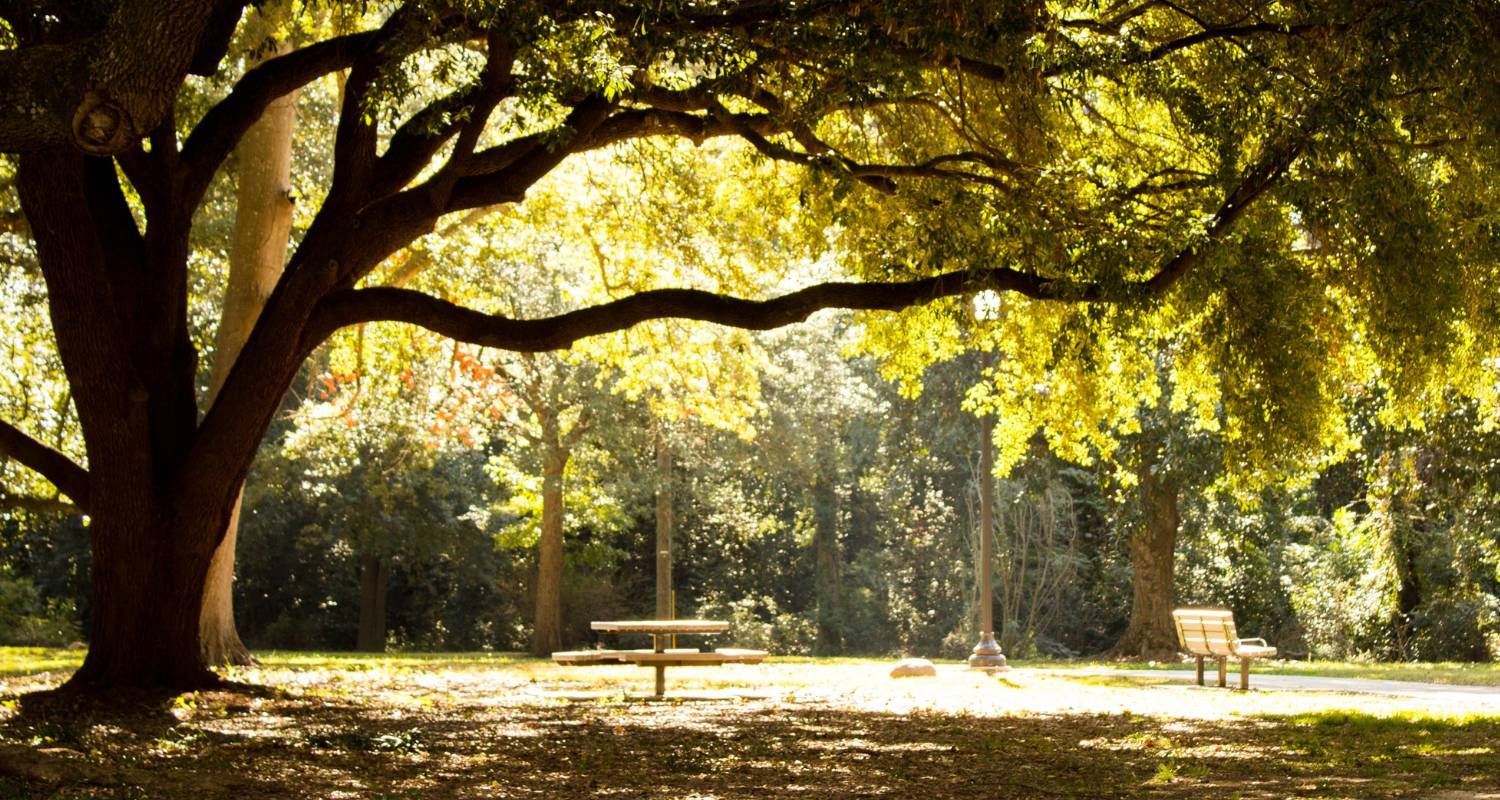 Xeriscaping For Shade In Calgary Planting Strategies For Shady Areas