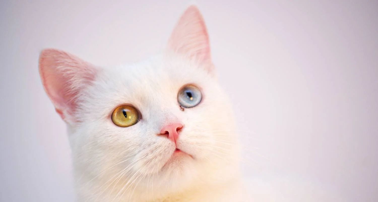 Catio Calgary: Whisker-Worthy Designs For Happy Calgary Cats — OKANAGAN ...