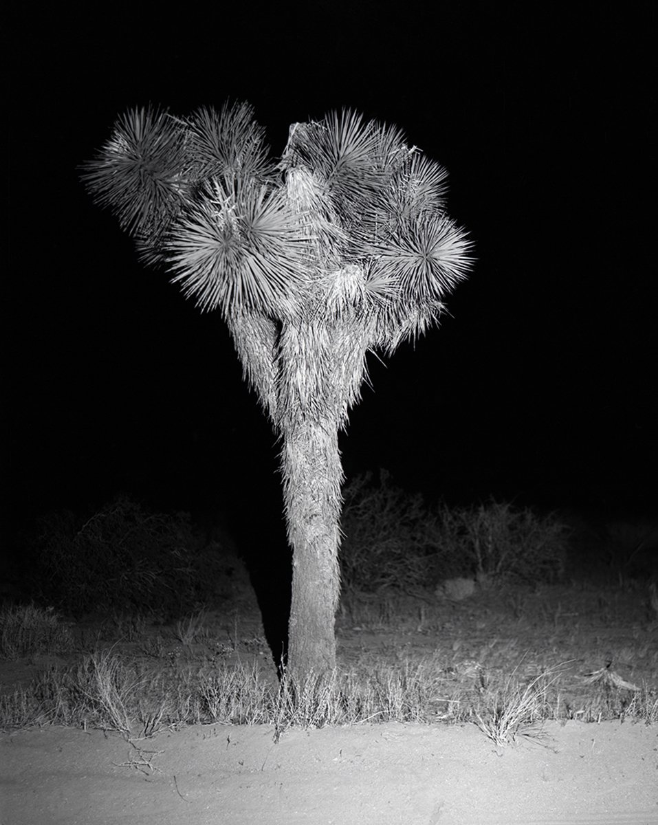 Joshua Tree, California,
2025