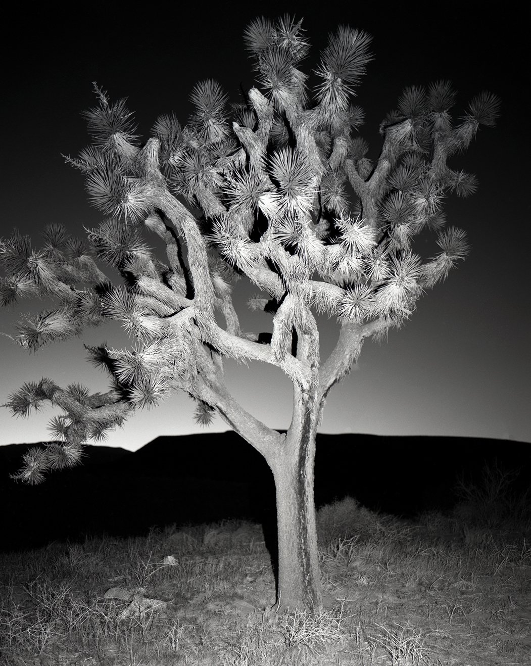 Joshua Tree, California,
2025