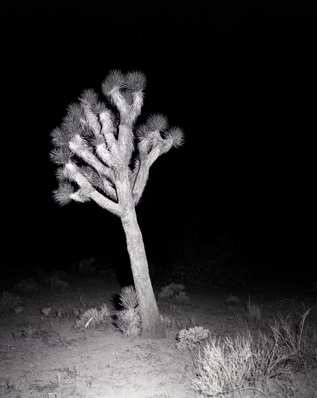 Joshua Tree, California,
2025