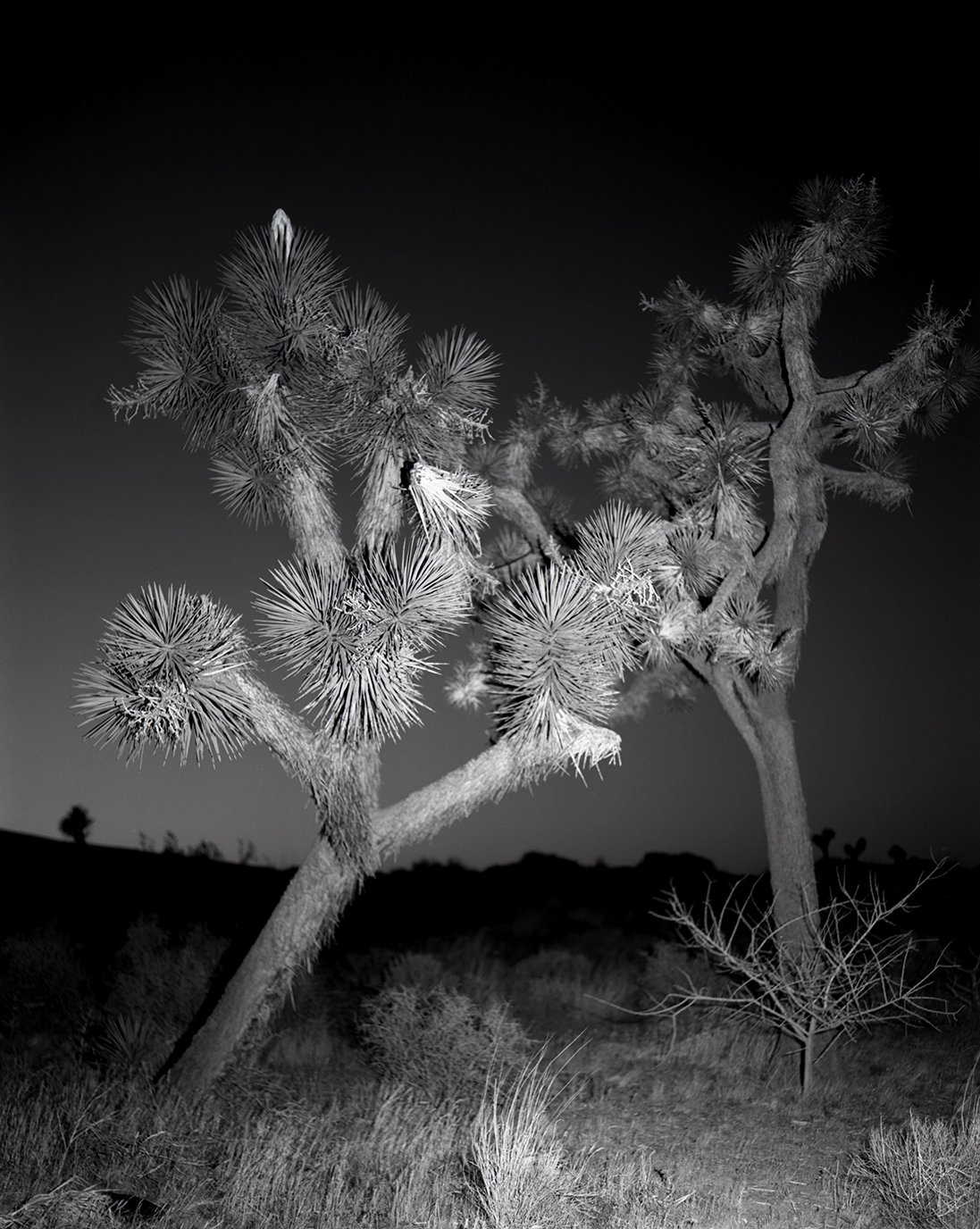 Joshua Tree, California,
2025